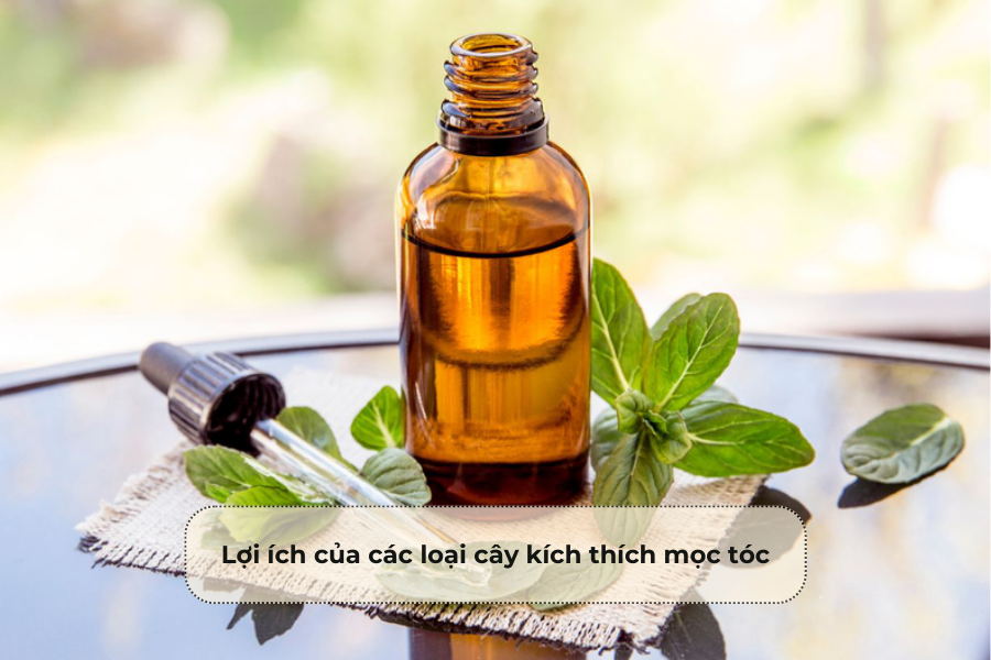 Lợi ích của các loại cây kích thích mọc tóc