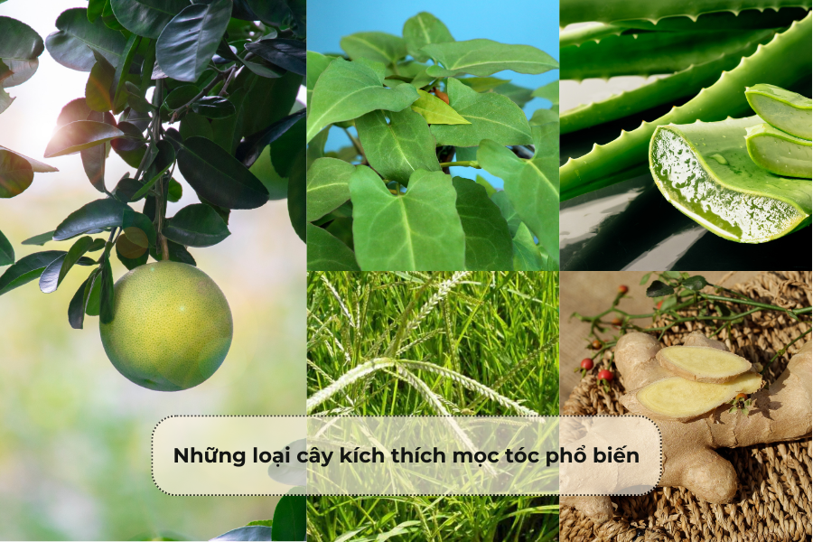 Những loại cây kích thích mọc tóc phổ biến