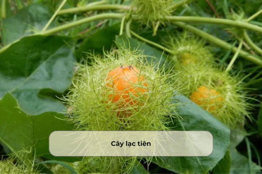 Cây lạc tiên