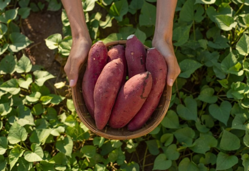 Tiêu chảy ăn khoai lang được không
