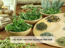Cây thuốc nam chữa suy nhược thần kinh